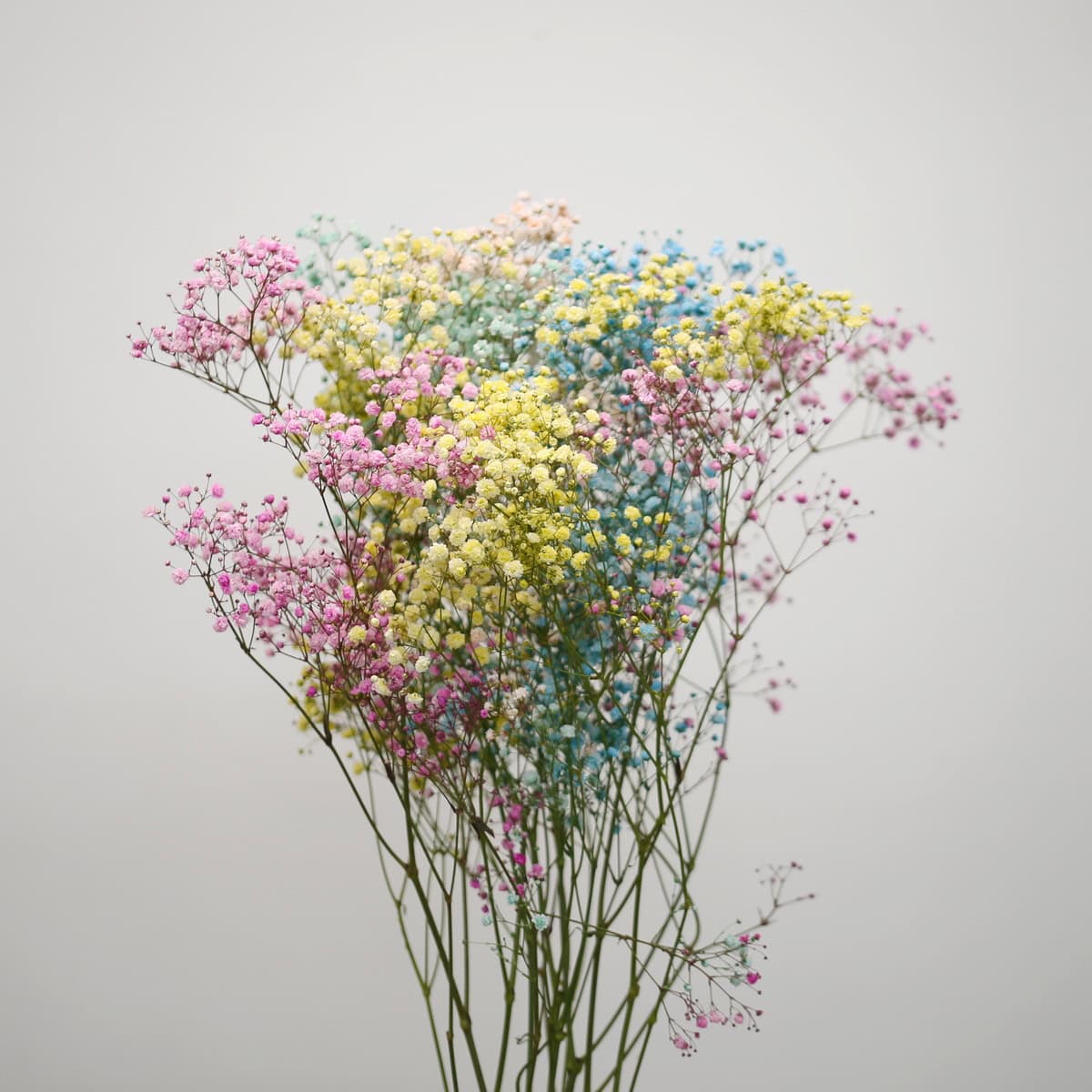 Bulk 250g Tinted Rainbow Gypsophila – Pastel Baby’s Breath