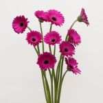 Mini Gerbera Anna (Bulk DIY)