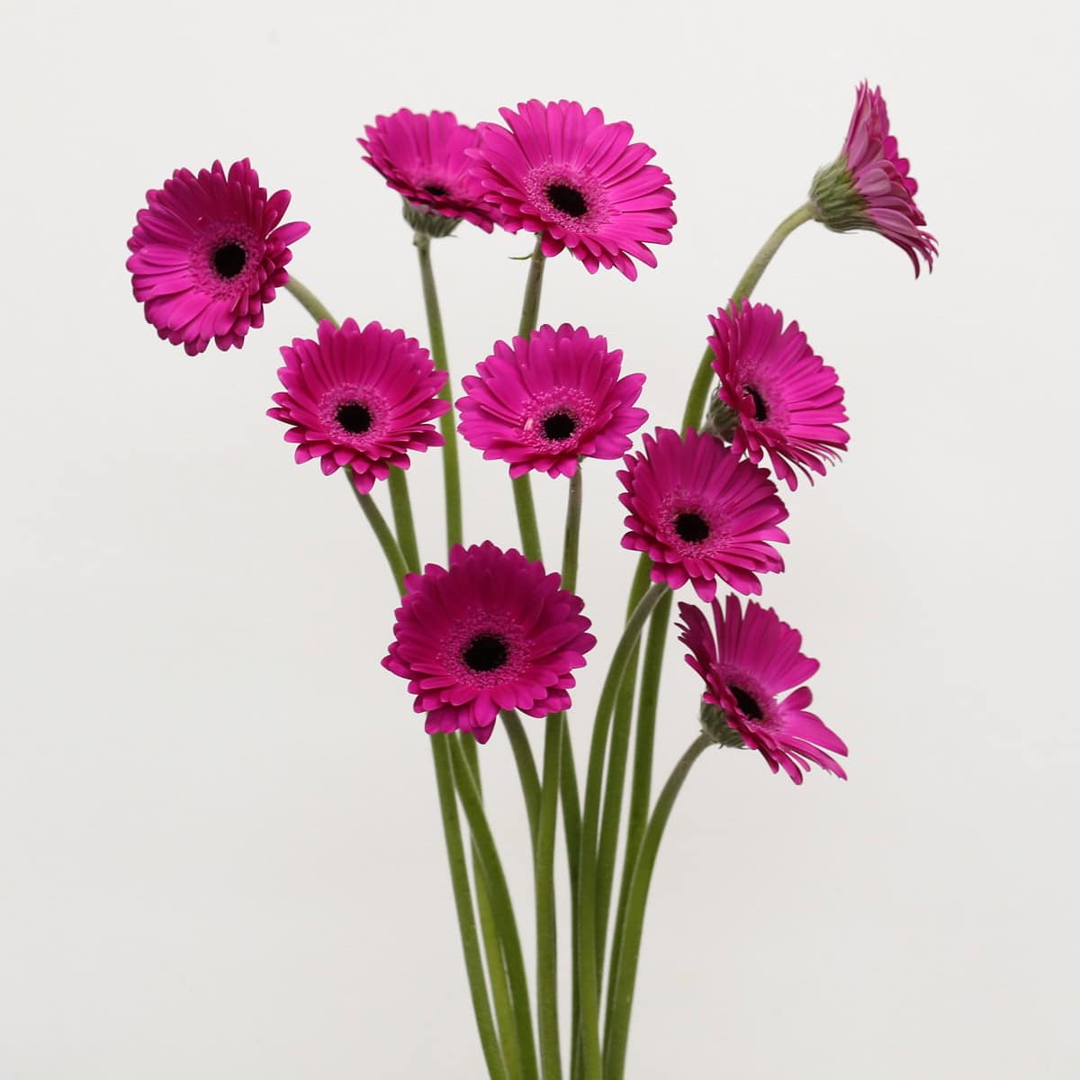 Mini Gerbera Anna Bulk Flowers