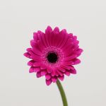 Mini Gerbera Anna (Bulk DIY)