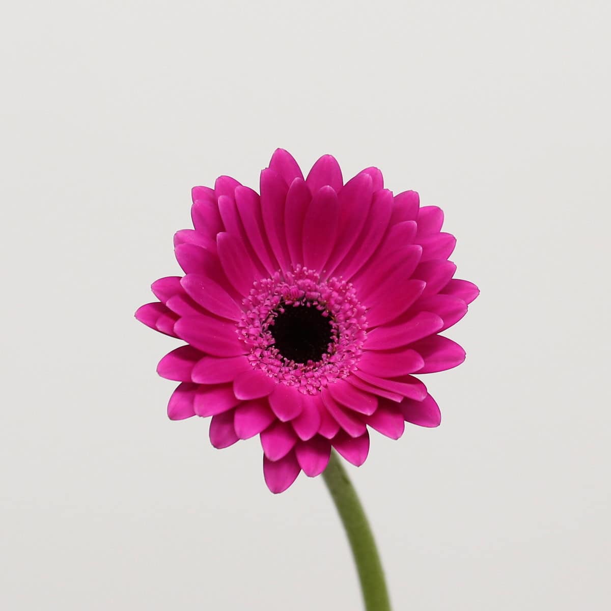 Mini Gerbera Anna Bulk Flowers
