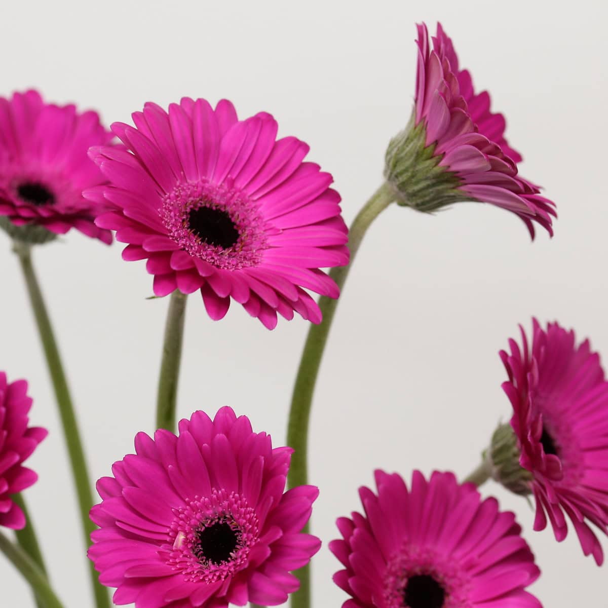 Mini Gerbera Anna (Bulk DIY)
