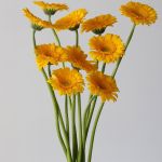 Mini Gerbera Astron (Bulk DIY)