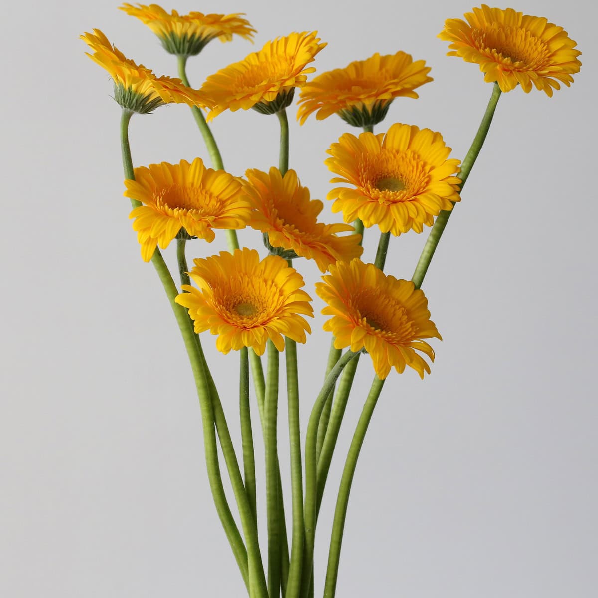 Mini Gerbera Astron Bunch