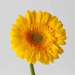 Mini Gerbera Astron (Bulk DIY)