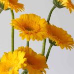 Mini Gerbera Astron (Bulk DIY)