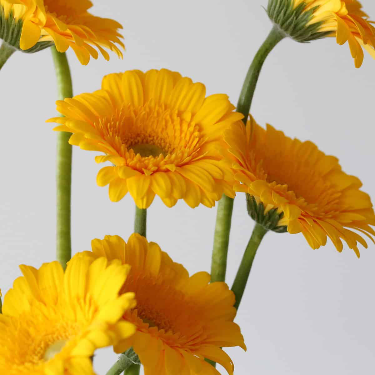 Mini Gerbera Astron (Bulk DIY)