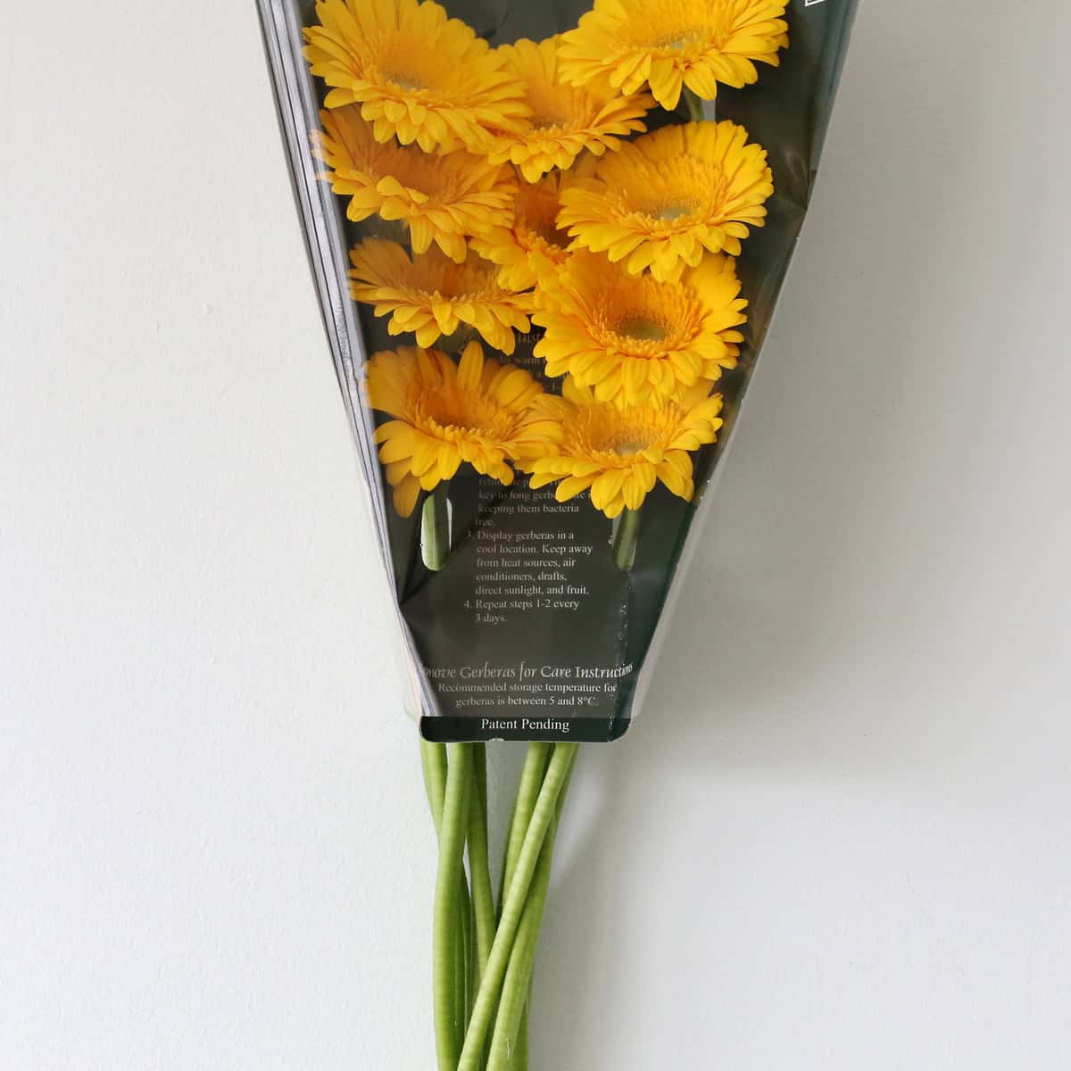 Mini Gerbera Astron (Bulk DIY)