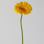 Mini Gerbera Astron (Bulk DIY)