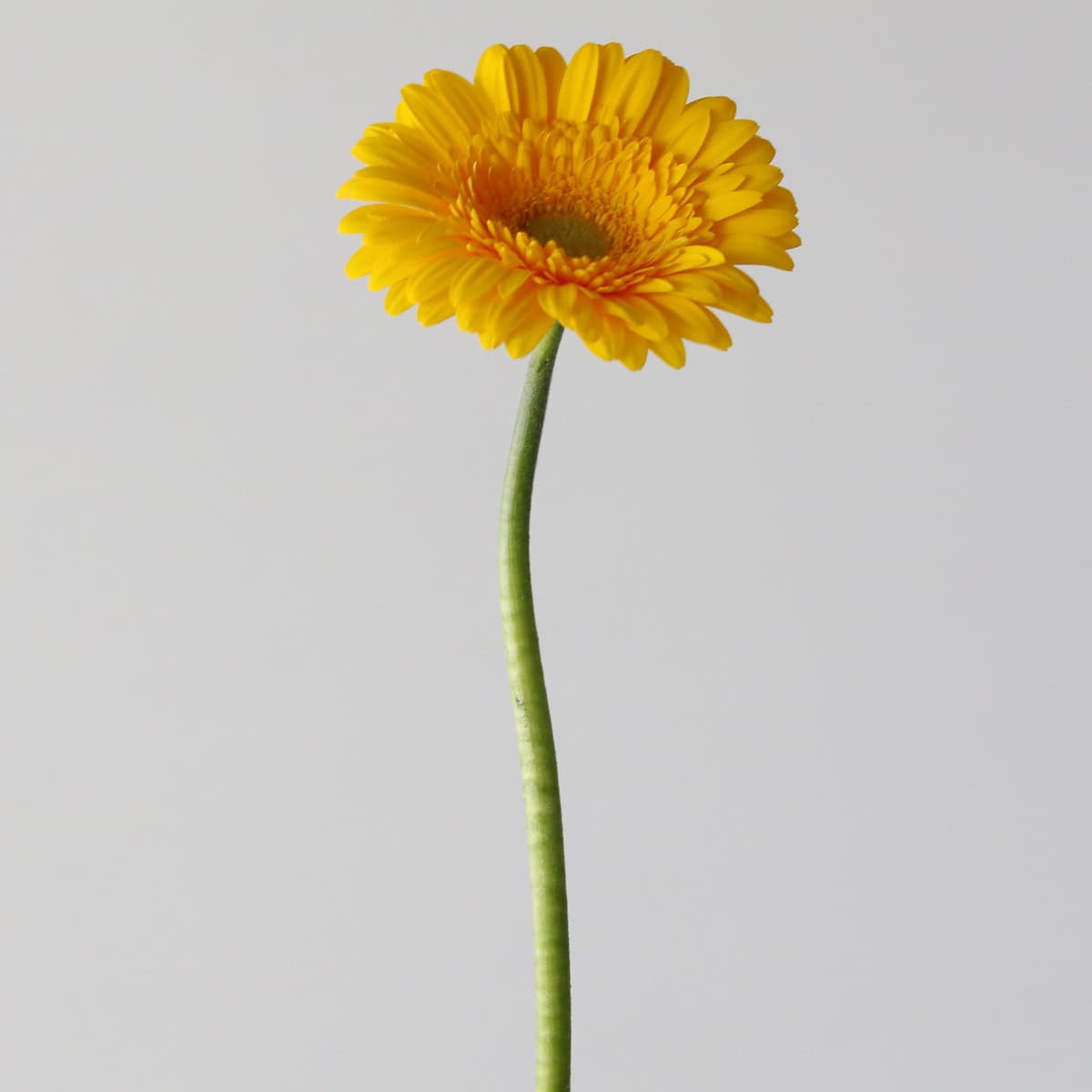 Mini Gerbera Astron (Bulk DIY)