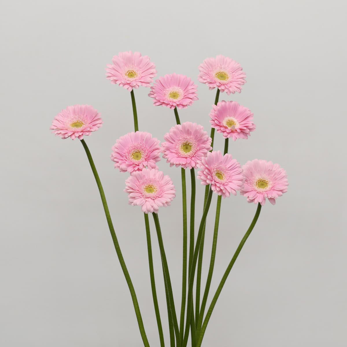 Mini Gerbera Babble
