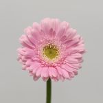 Mini Gerbera Babble (Bulk DIY)