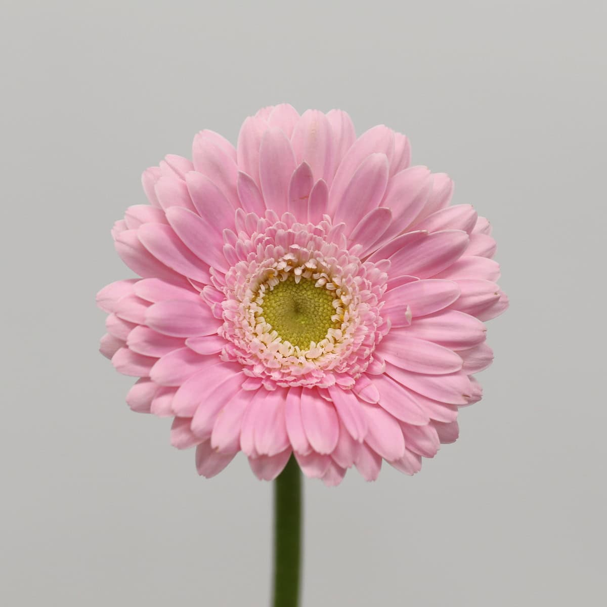 Mini Gerbera Babble closeup
