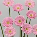 Mini Gerbera Babble (Bulk DIY)
