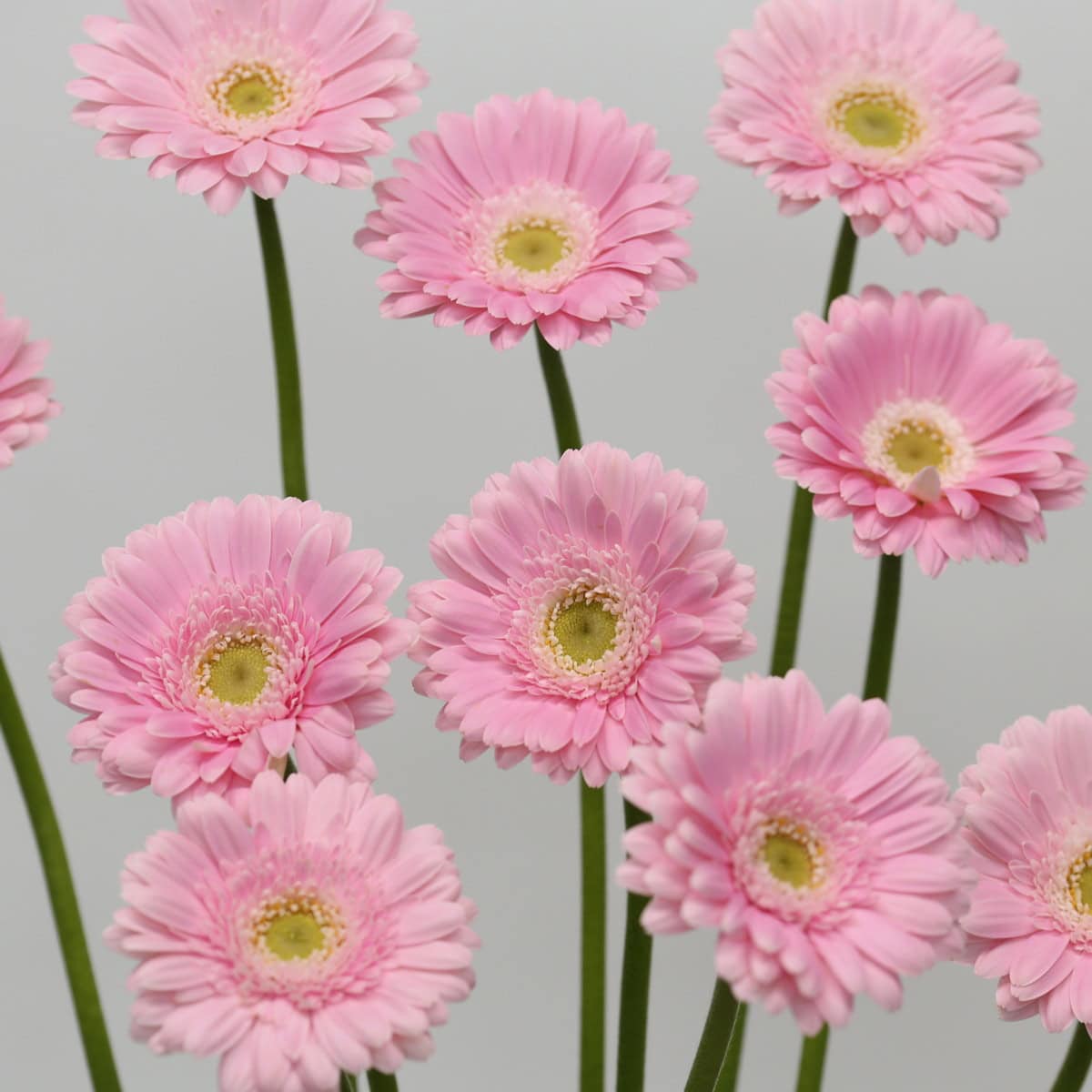 Mini Gerbera Babble (Bulk DIY)