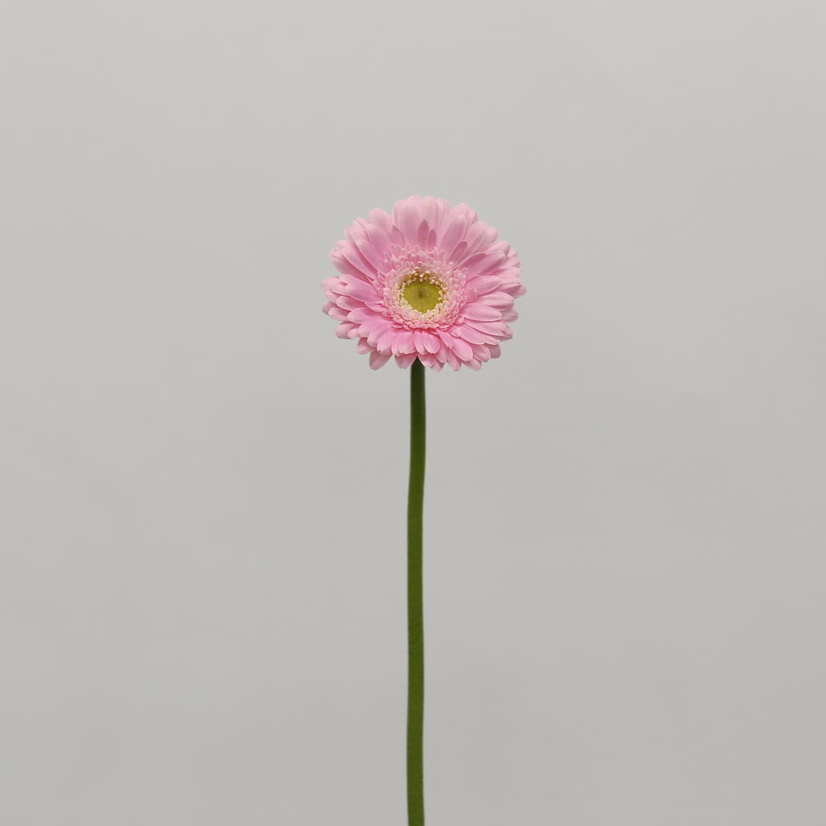 Mini Gerbera Babble (Bulk DIY)