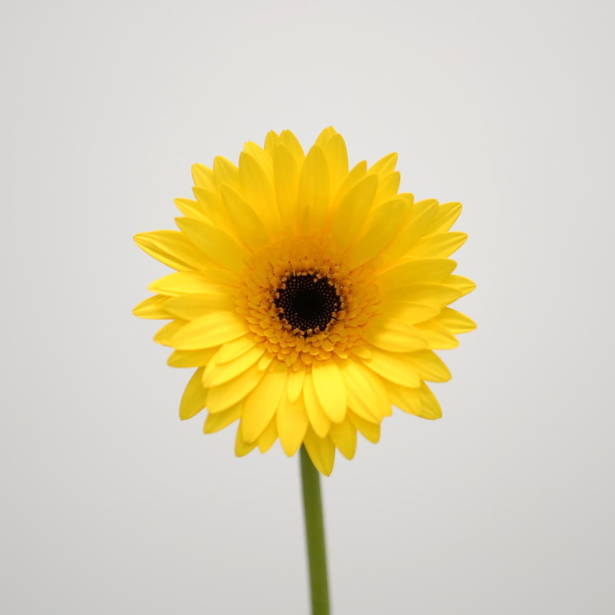 Mini Gerbera Bravia