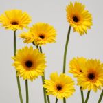 Mini Gerbera Bravia (Bulk DIY)