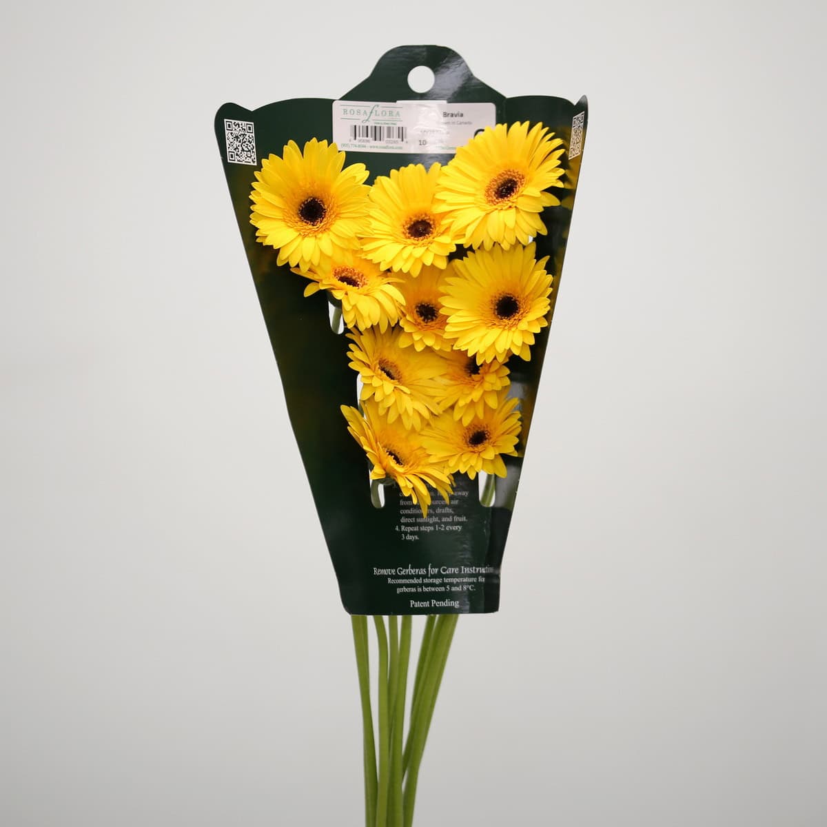 Mini Gerbera Bravia (Bulk DIY)