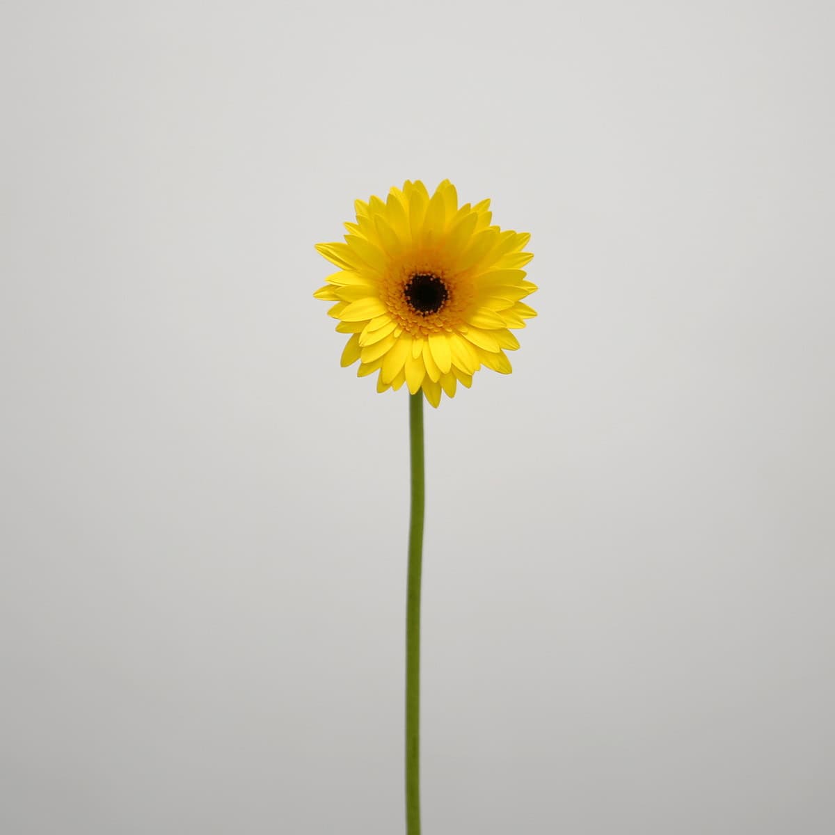 Mini Gerbera Bravia (Bulk DIY)