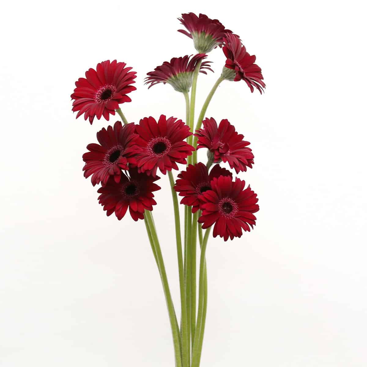 Mini Gerbera Black Tie Bulk Flowers