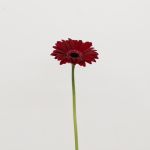 Mini Gerbera Black Tie (Bulk DIY)