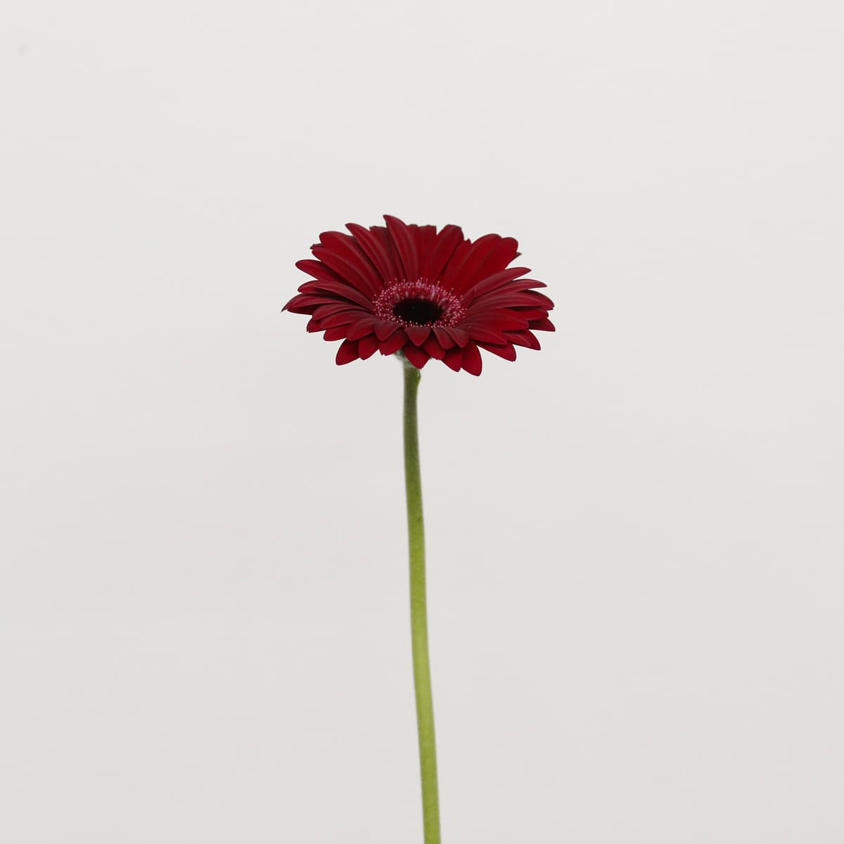 Mini Gerbera Black Tie (Bulk DIY)
