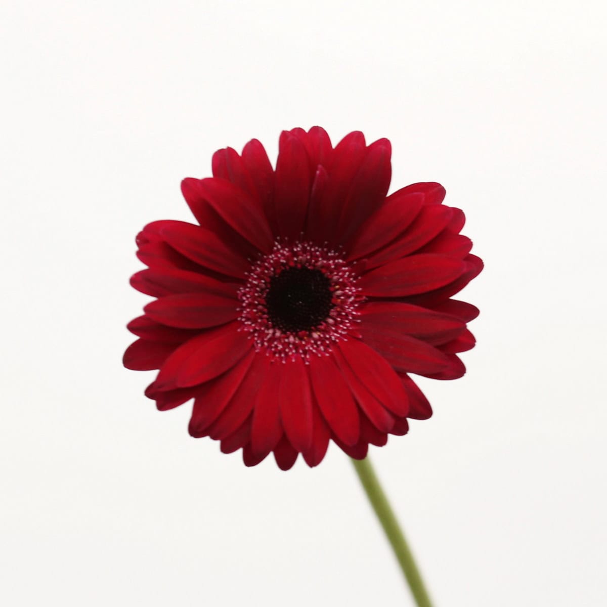 Mini Gerbera Black Tie Bulk Flowers
