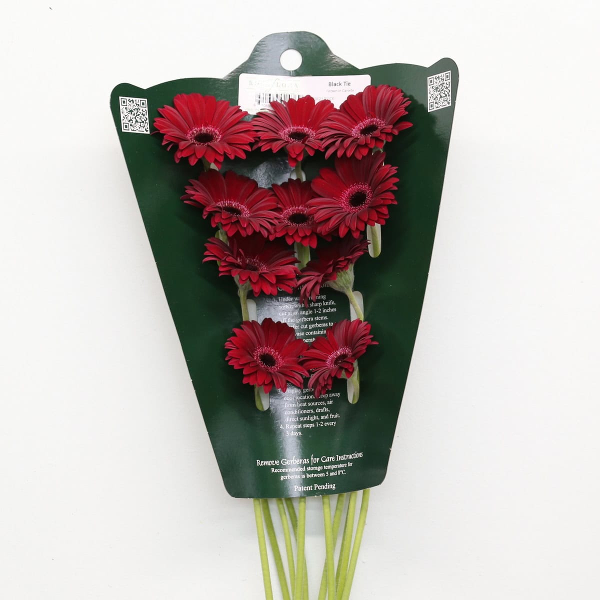 Mini Gerbera Black Tie (Bulk DIY)