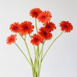 Mini Gerbera Caramba (Bulk DIY)