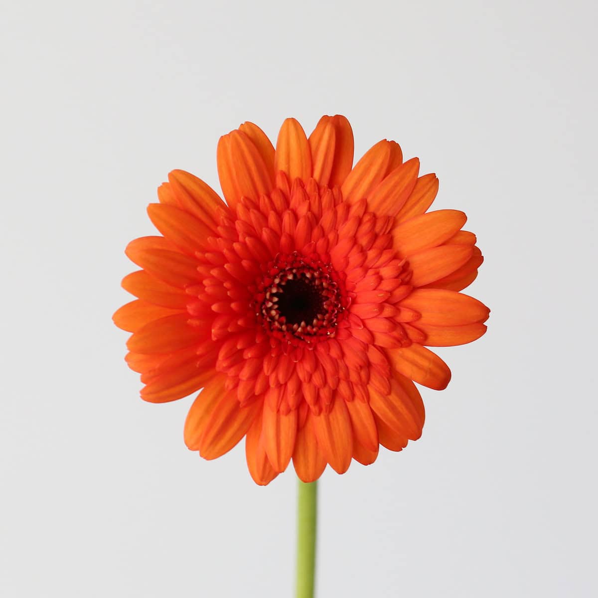 Mini Gerbera Caramba orange
