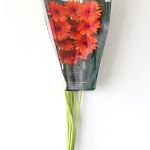 Mini Gerbera Caramba (Bulk DIY)