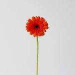 Mini Gerbera Caramba (Bulk DIY)