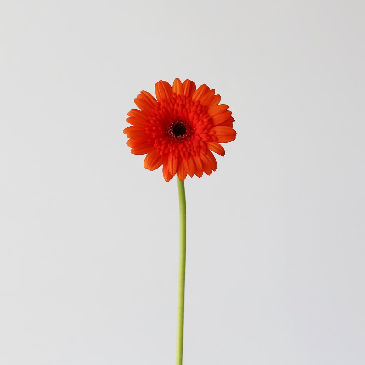 Mini Gerbera Caramba (Bulk DIY)