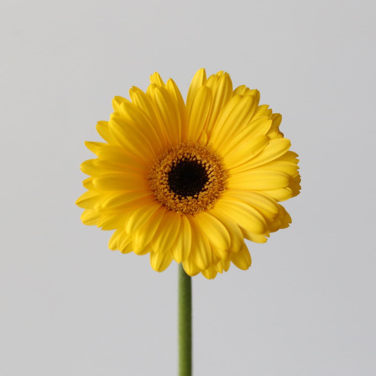 Mini Gerbera Claro