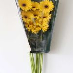 Mini Gerbera Claro (Bulk DIY)