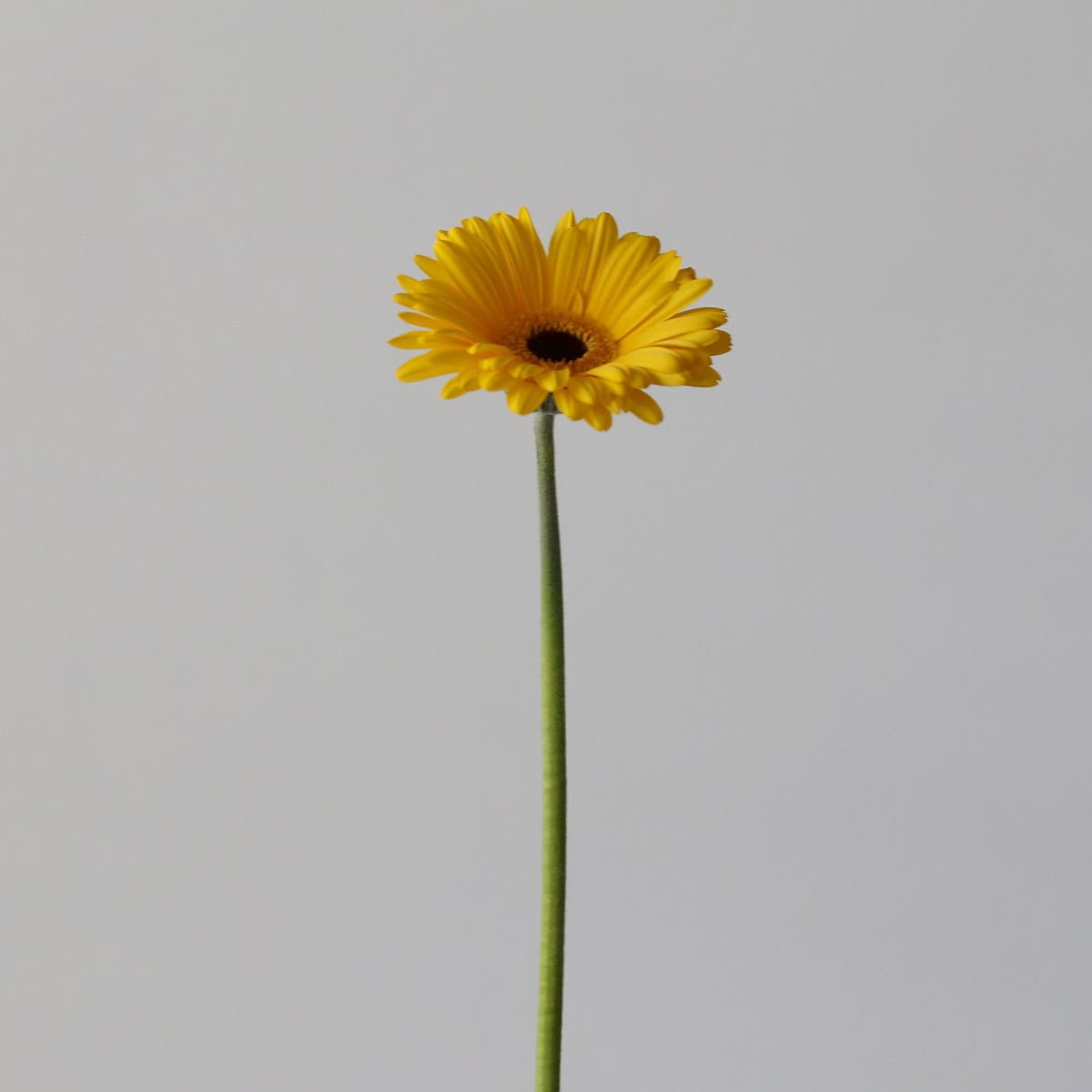 Mini Gerbera Claro (Bulk DIY)