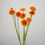 Mini Gerbera Franky (Bulk DIY)