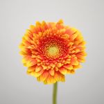 Mini Gerbera Franky (Bulk DIY)