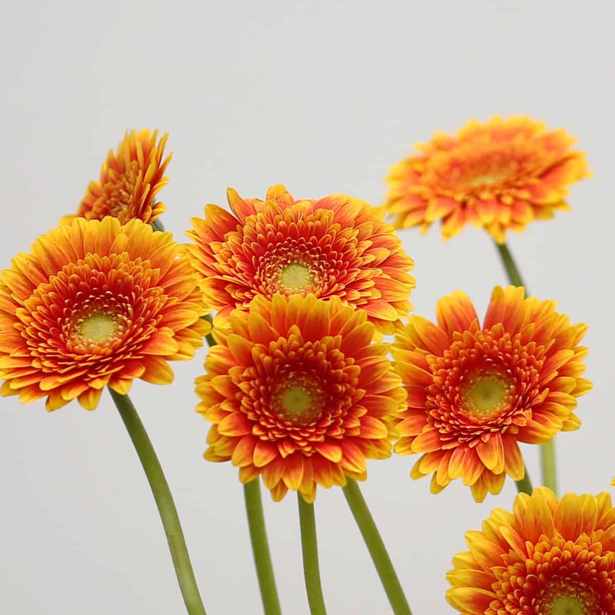 Mini Gerbera Franky (Bulk DIY)