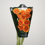 Mini Gerbera Franky (Bulk DIY)