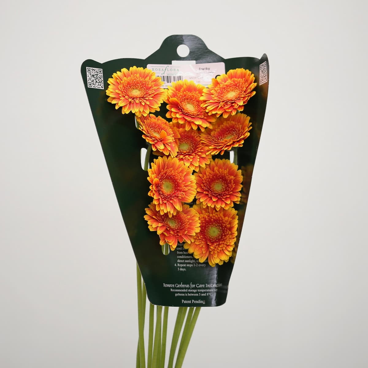 Mini Gerbera Franky (Bulk DIY)