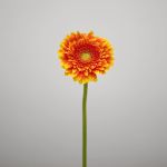 Mini Gerbera Franky (Bulk DIY)