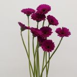 Mini Gerbera Impact (Bulk DIY)