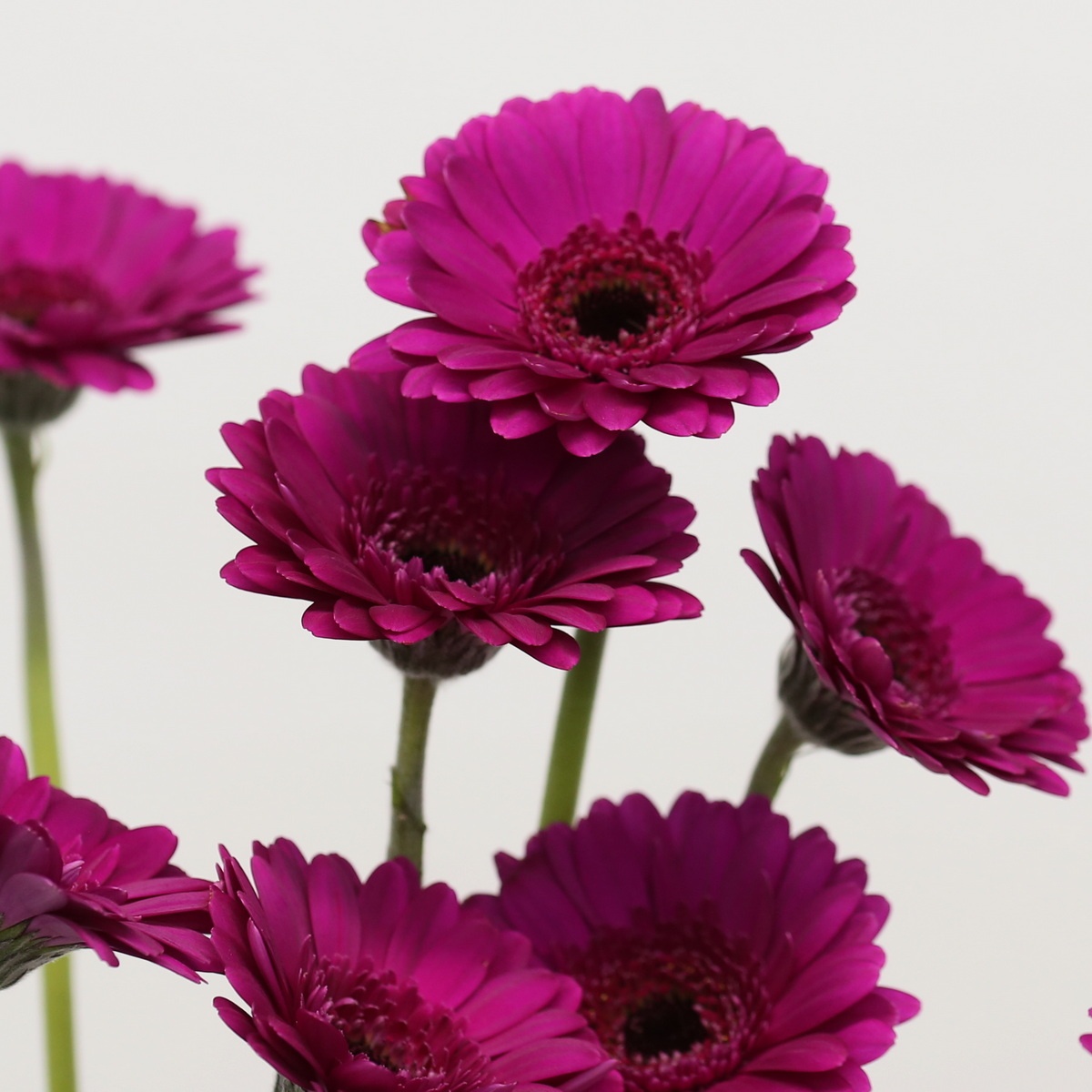 Mini Gerbera Impact (Bulk DIY)