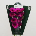 Mini Gerbera Impact (Bulk DIY)