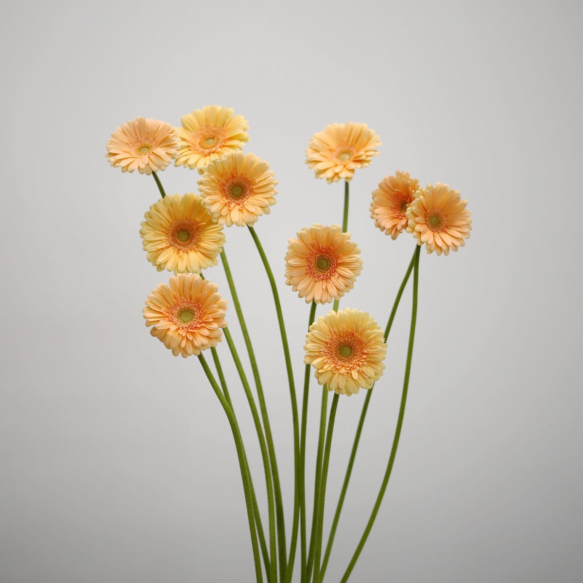 Mini Gerbera Larissa BUNCH