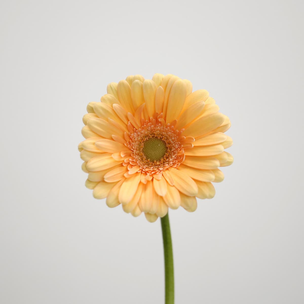 Mini Gerbera Larissa