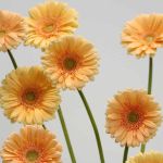 Mini Gerbera Larissa (Bulk DIY)