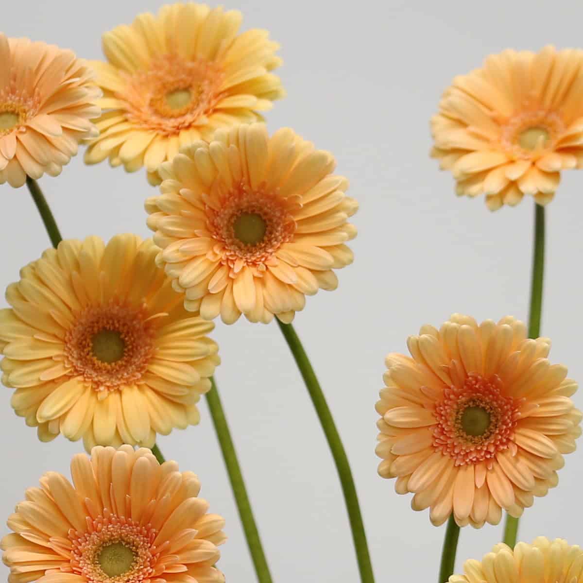 Mini Gerbera Larissa (Bulk DIY)